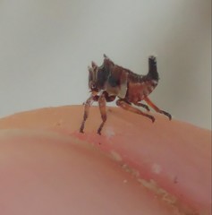 Oxyrhachis versicolor