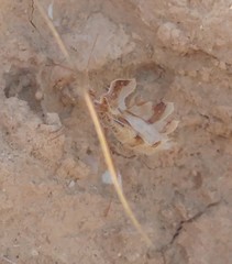 Phyllomorpha laciniata