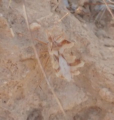 Phyllomorpha laciniata