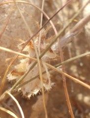 Phyllomorpha laciniata