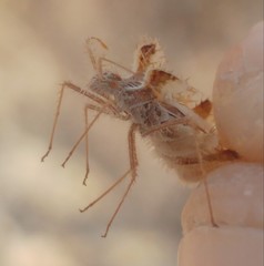 Phyllomorpha laciniata