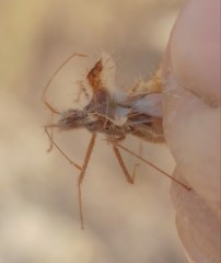 Phyllomorpha laciniata