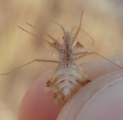 Phyllomorpha laciniata