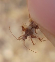 Phyllomorpha laciniata