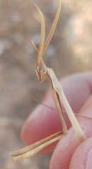 Hypsicorypha gracilis