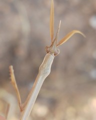 Hypsicorypha gracilis