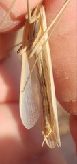 Hypsicorypha gracilis