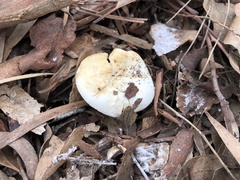 Leucopaxillus cerealis