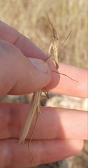 Hypsicorypha gracilis