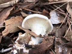 Leucopaxillus cerealis