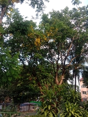 Chrysophyllum cainito