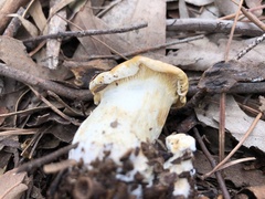 Leucopaxillus cerealis