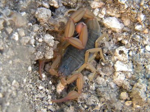 Centruroides ochraceus