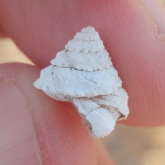 Xerocrassa tuberculosa