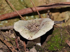 Russula iterika