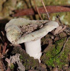 Russula iterika