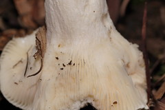 Russula iterika