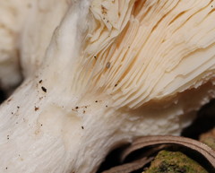 Russula iterika