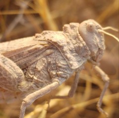 Tmethis pulchripennis