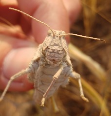 Tmethis pulchripennis