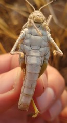 Tmethis pulchripennis