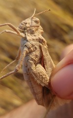 Tmethis pulchripennis