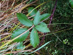 Rubus echinatus