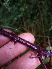 Rubus echinatus