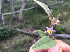 Solanum ellipticum