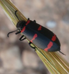 Mylabris filicornis
