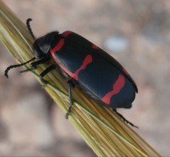 Mylabris filicornis