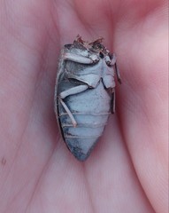 Julodis rothii