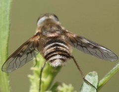 Exoprosopa brevirostris