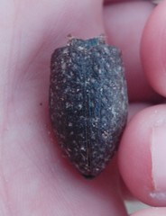Julodis rothii