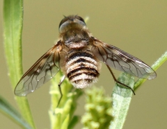 Exoprosopa brevirostris