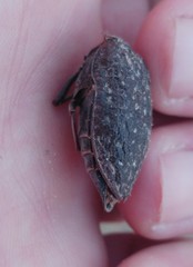 Julodis rothii