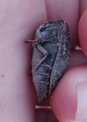 Julodis rothii