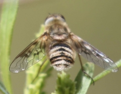 Exoprosopa brevirostris