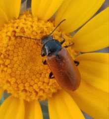 Omophlus syriacus
