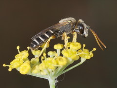 Halictus crenicornis