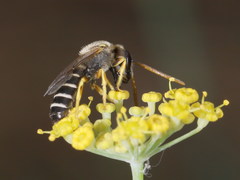 Halictus crenicornis