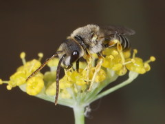 Halictus crenicornis
