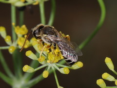 Halictus crenicornis