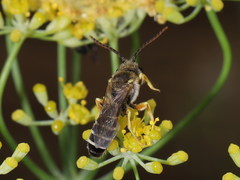 Halictus crenicornis