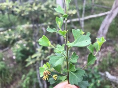 Dodonaea triangularis