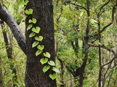 Cissus adnata