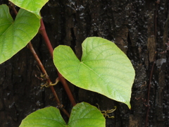 Cissus adnata
