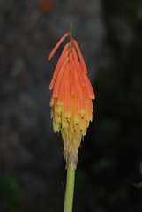 Kniphofia galpinii