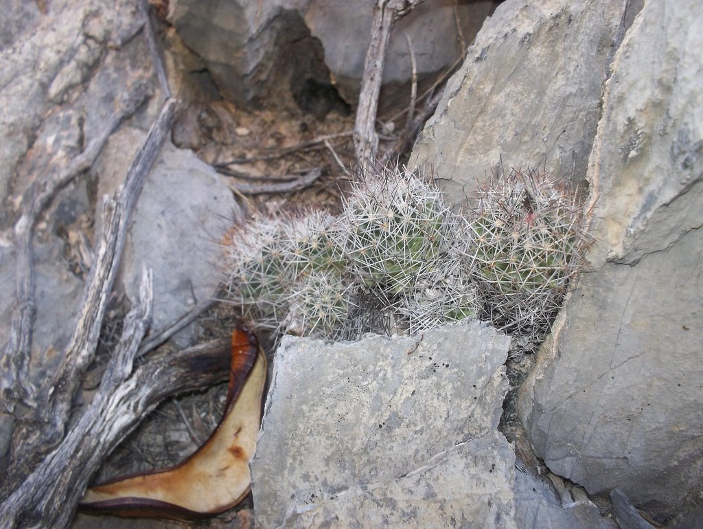 Escobaria zilziana