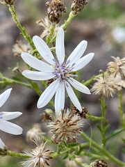 Olearia paucidentata